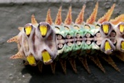 Cup Moth (za) (Limacodidae sp)